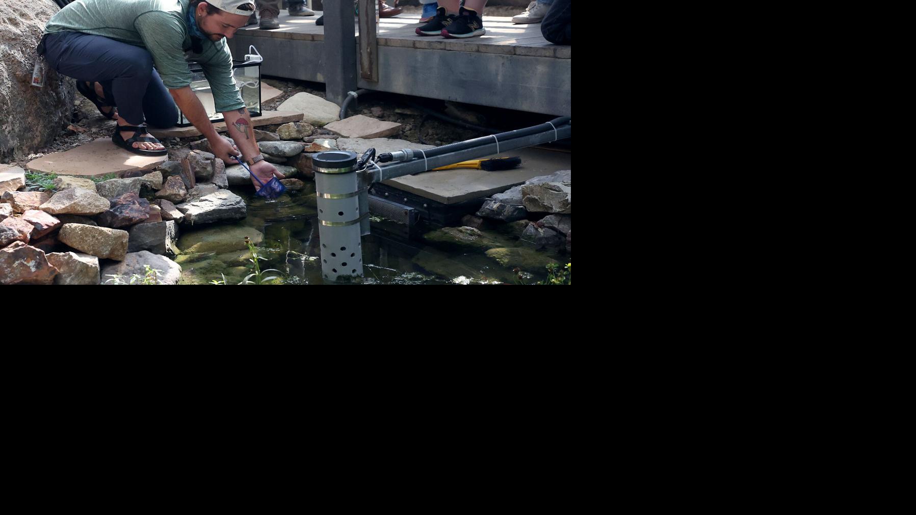 Endangered Sonoyta pupfish vanished from wild in Mexico last year, expert says