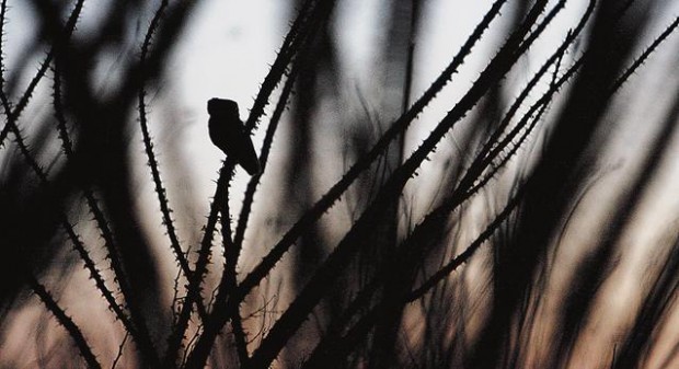 They live off the grid  