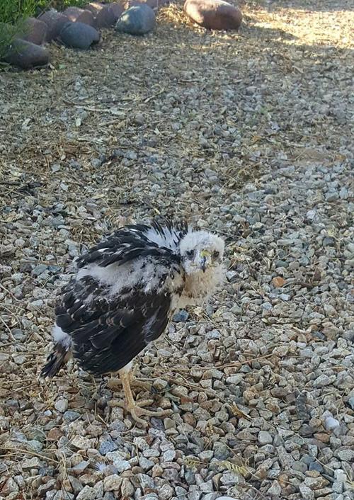 Arizona Game and Fish Leave fledgling Cooper’s hawks learning to fly alone Local news