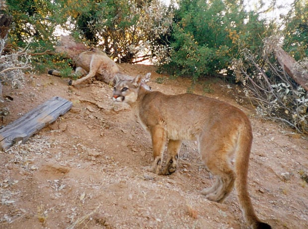 Problem pumas to be hunted down    