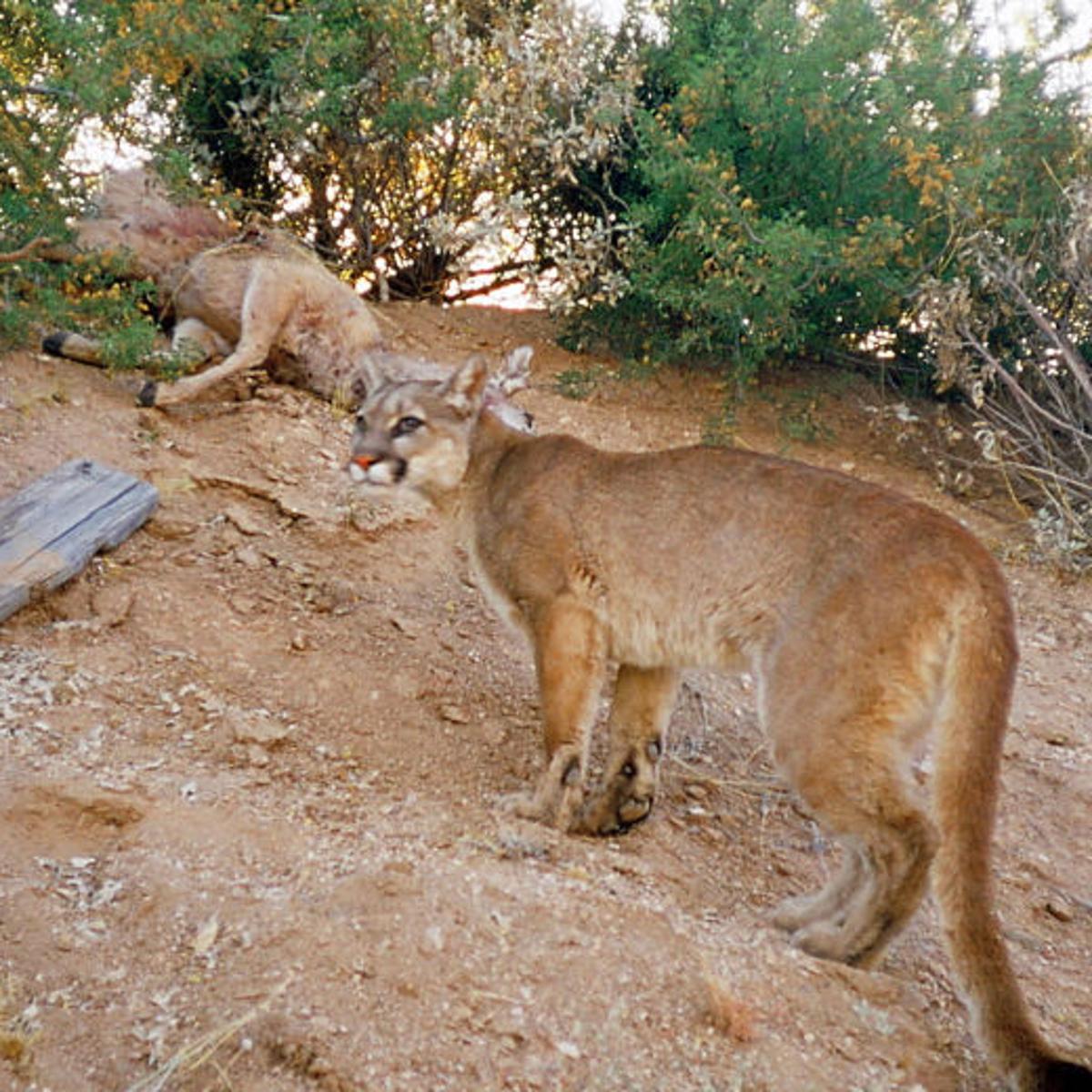 Upgrade mac os lion to catalina Upgrade mac os lion to catalina