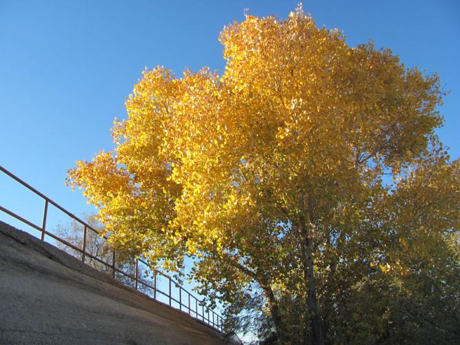 Autumn color along Tanque Verde Creek