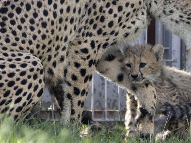Czech Republic Baby Cheetah Quintuplets