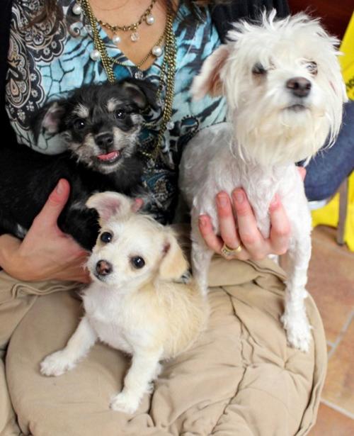 Mother poodle, her 2 pups seeking a permanent home   