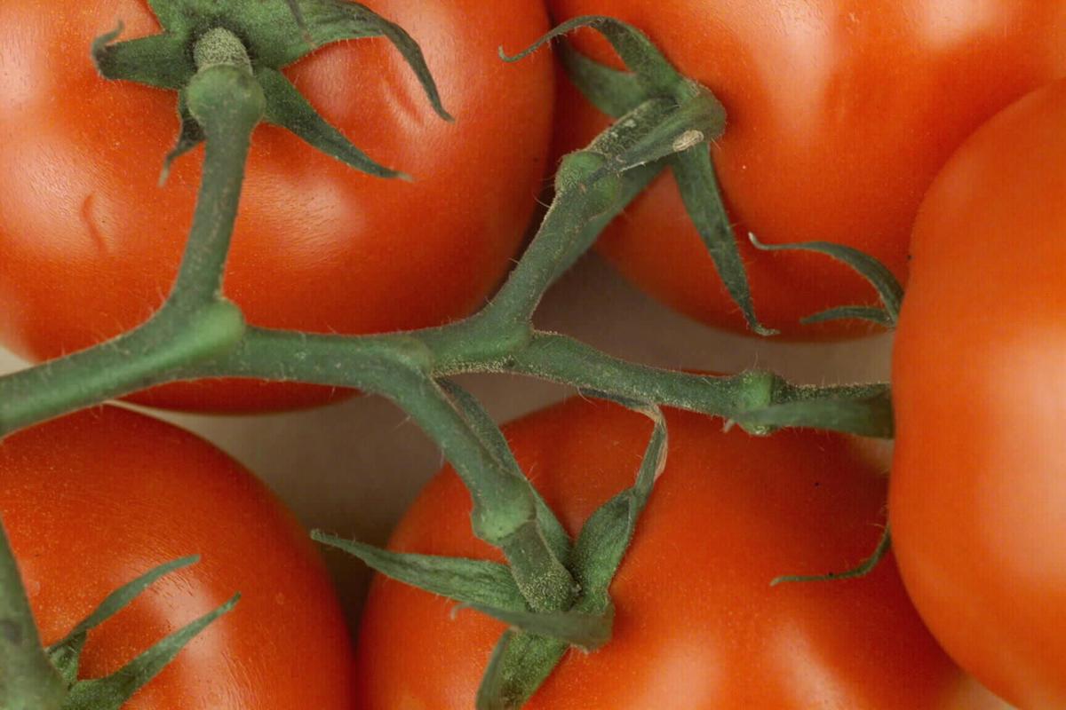 Saturday-Sunday, July 23-24 — Tomato and Basil Festival