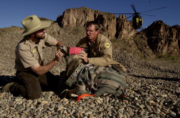Bighorns coming back to the Catalinas