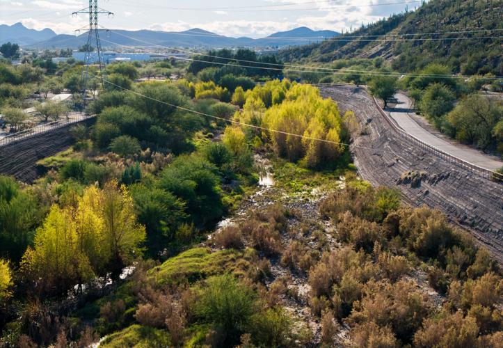 New willow groves, wetland plants grace Santa Cruz River stretch in Tucson