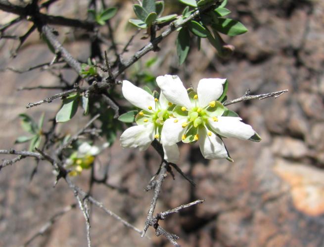 White wildflowers