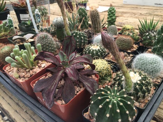 Monsoon Madness Plant Sale