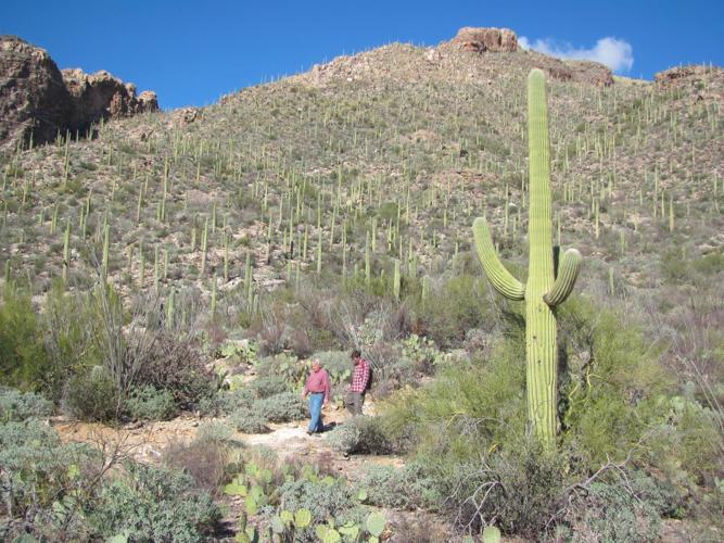 Pima Canyon hikers