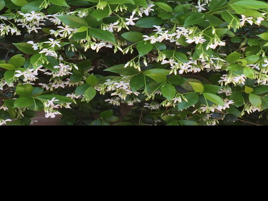 Vine That Clings And Can Withstand Full Sun Tucson Com