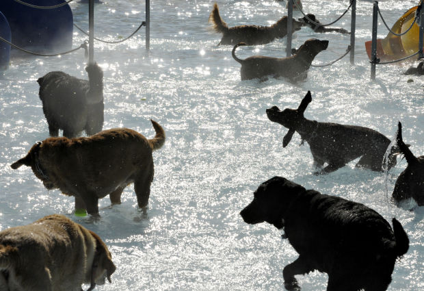 Animal shots of the week