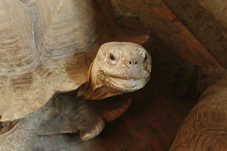 Tortoise