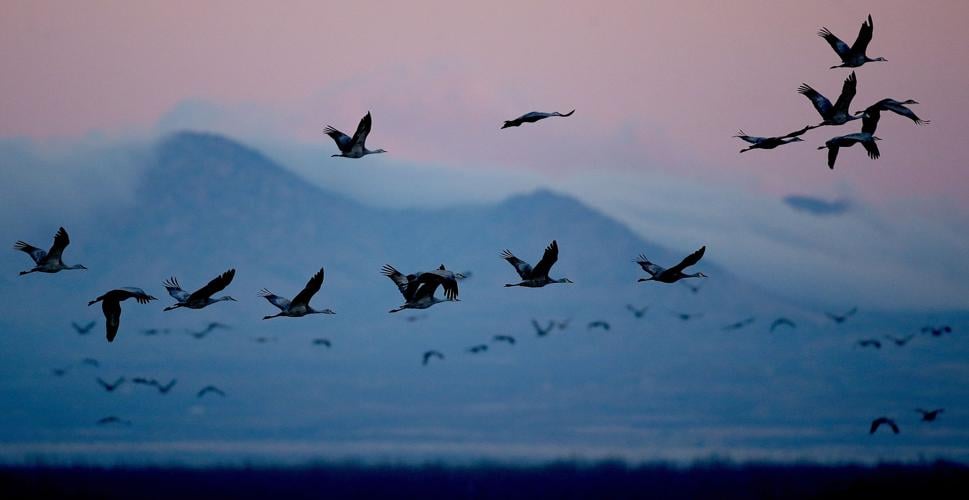 Sandhill cranes