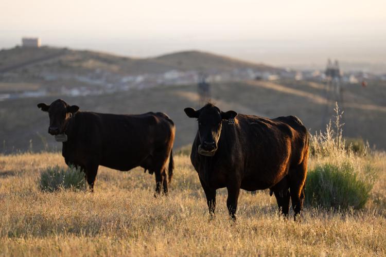 Could more cattle cause record beef prices to drop? Ranchers say it's not that simple