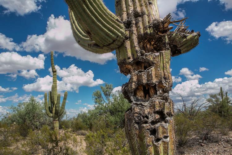 Wildcat Shooting Area