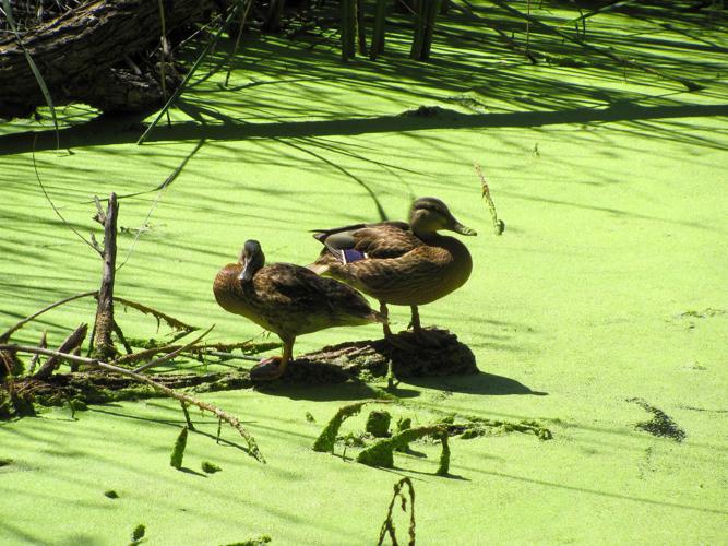 Emeraldgreen duckweed covers the large ponds at Sweetwater Wetlands