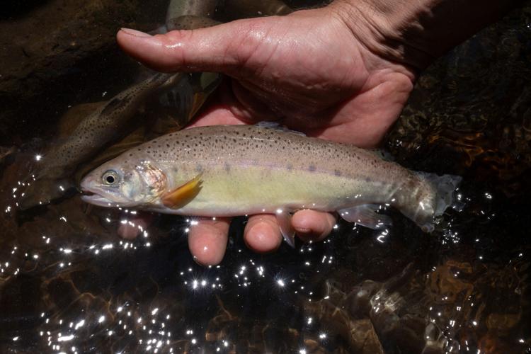 Can fish survive West's megadrought?