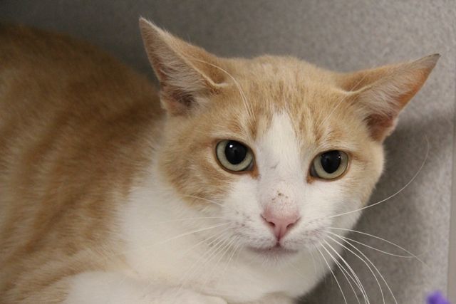 Adopt a friend: Alpo