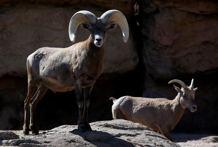 Baby bighorn lamb at the Desert Museum