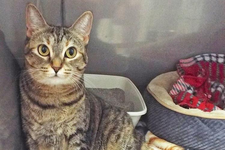 Adopt a friend: Lily