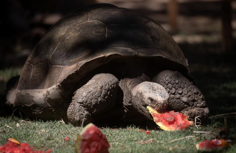 Cool treats at Tucson's zoo