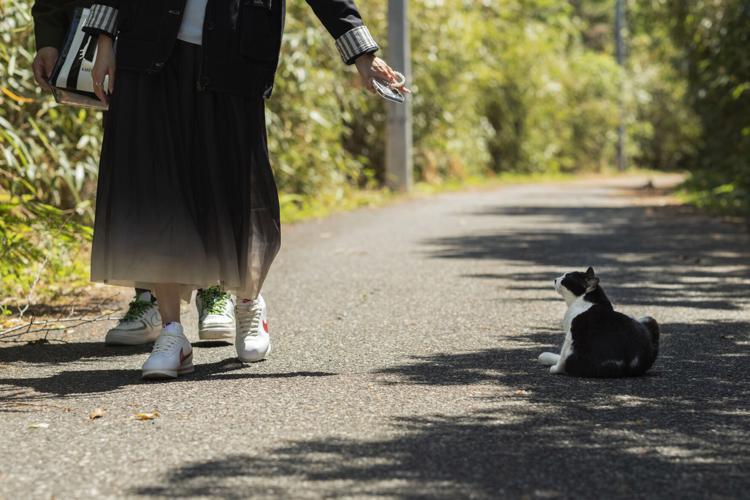 Japan Island of Cats Photo Gallery