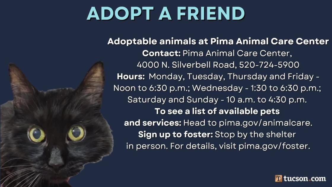 Adopt a friend: Local pets up for adoption for August 2