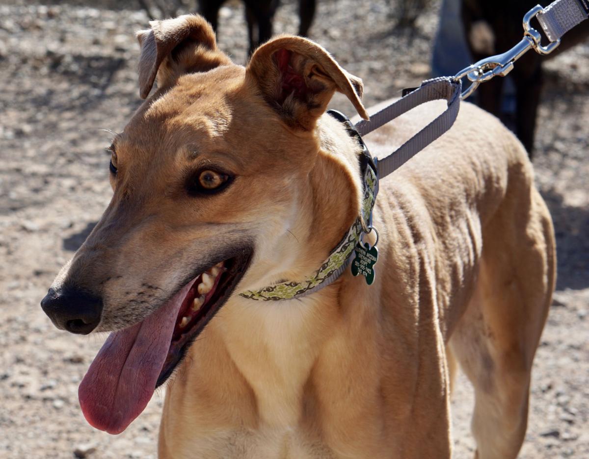 Adopt A Friend for week of April 17, 2017