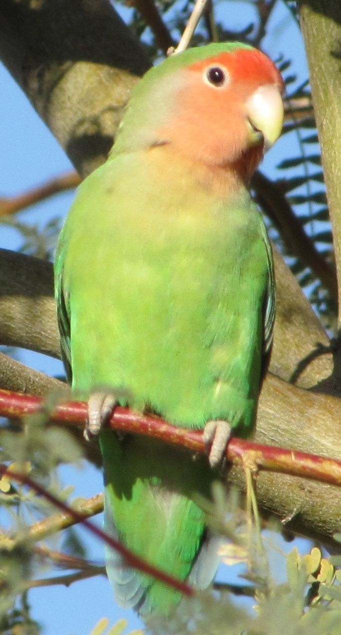 Arizona’s African Valentine, the Rosy-faced Lovebird | Saddlebag Notes ...