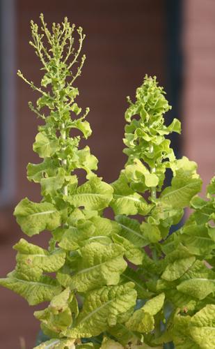 Warm winter and garden plants