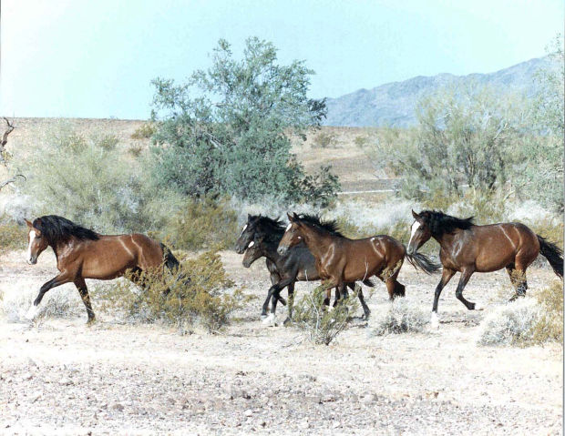 Report: Roundups may boost wild horse numbers