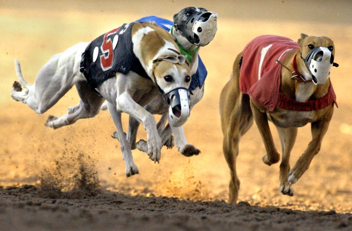 Photos Greyhound racing in Tucson through the years Photography