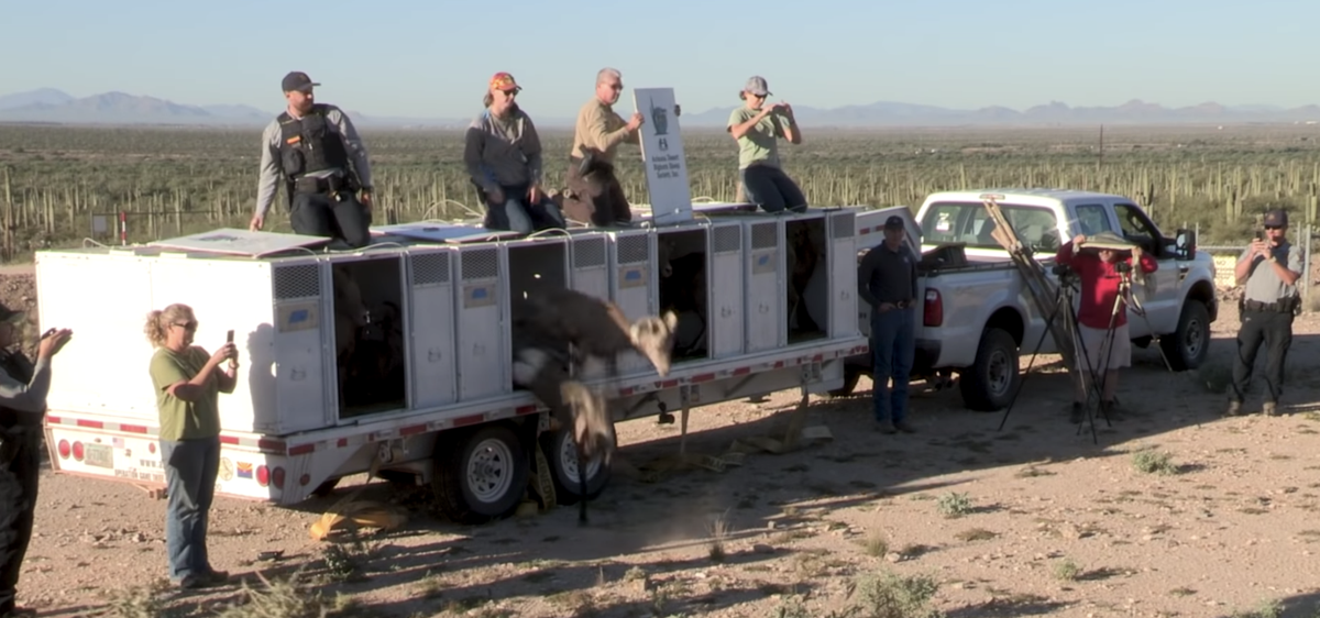 Bighorn near Tucson part of Game and Fish relocations