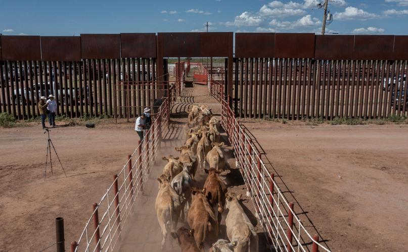 How 100% inspections regulate Mexican cattle exports to US