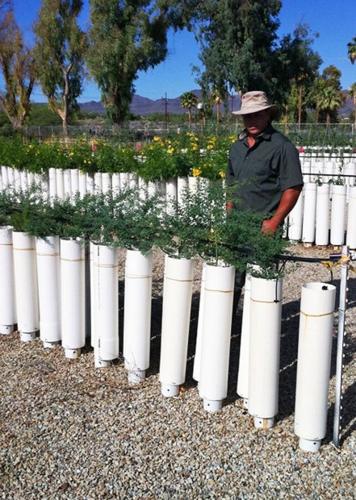 County's 'tall pots' seeding faster growth, saving money   