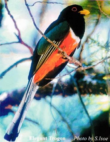 Survey: 5 must-see bird species live in S. Ariz.  