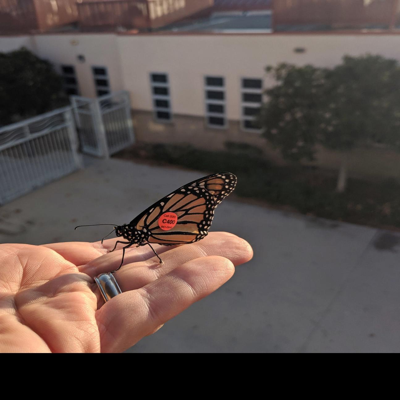 Arizona Butterfly Lands In California Classroom With Phone Number