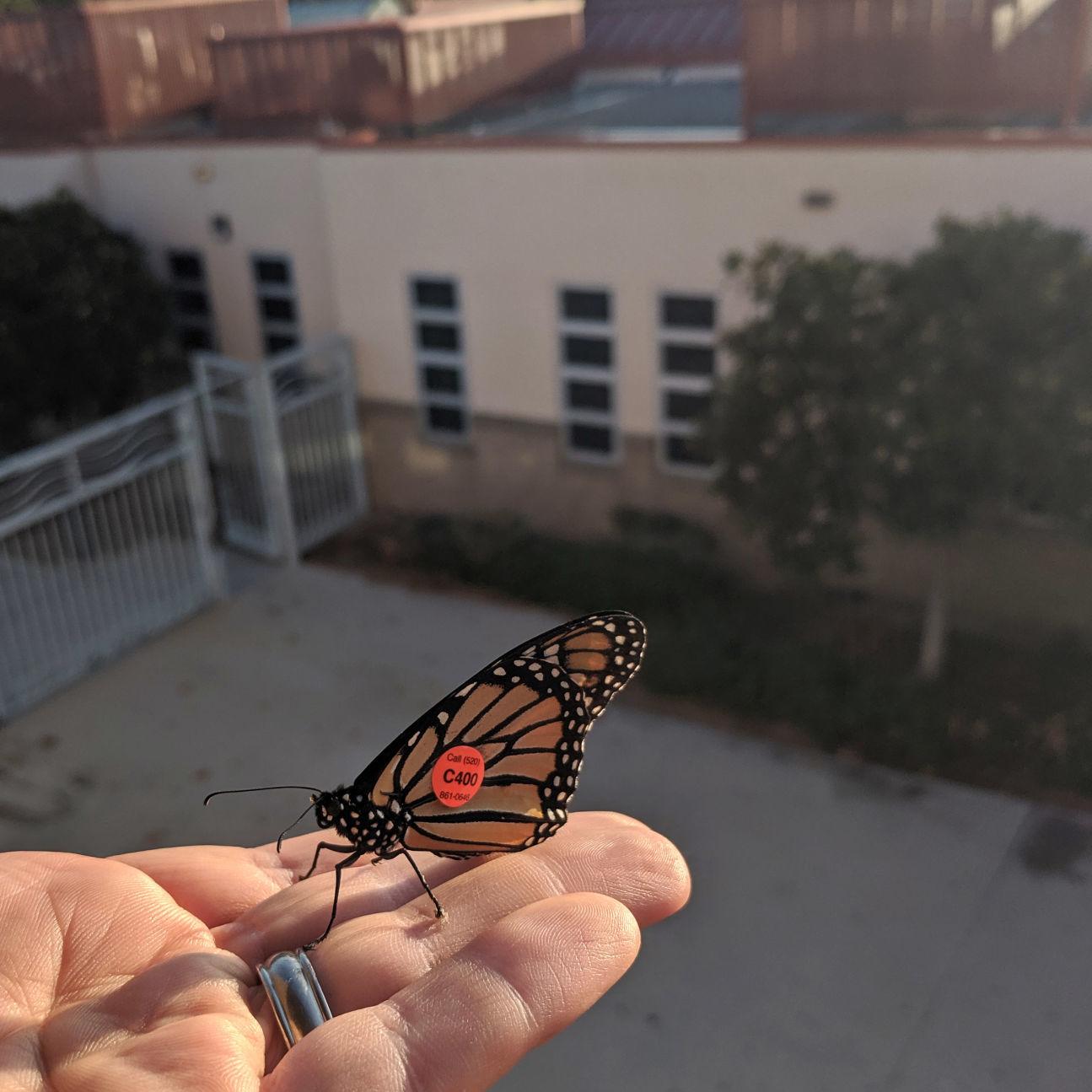 Arizona Butterfly Lands In California Classroom With Phone Number