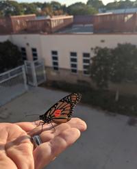 Arizona butterfly lands in California classroom with phone number on its wings