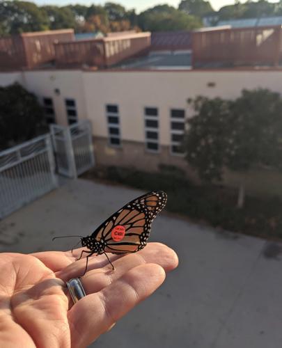 Monarch butterfly flight