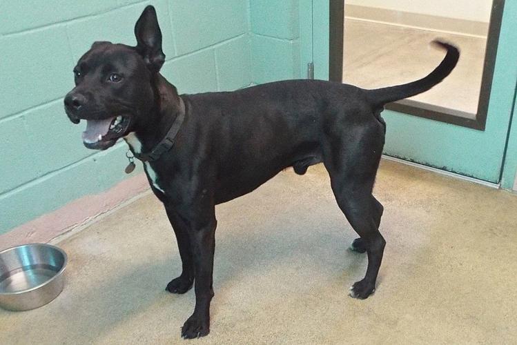 Adopt a friend: Frankie