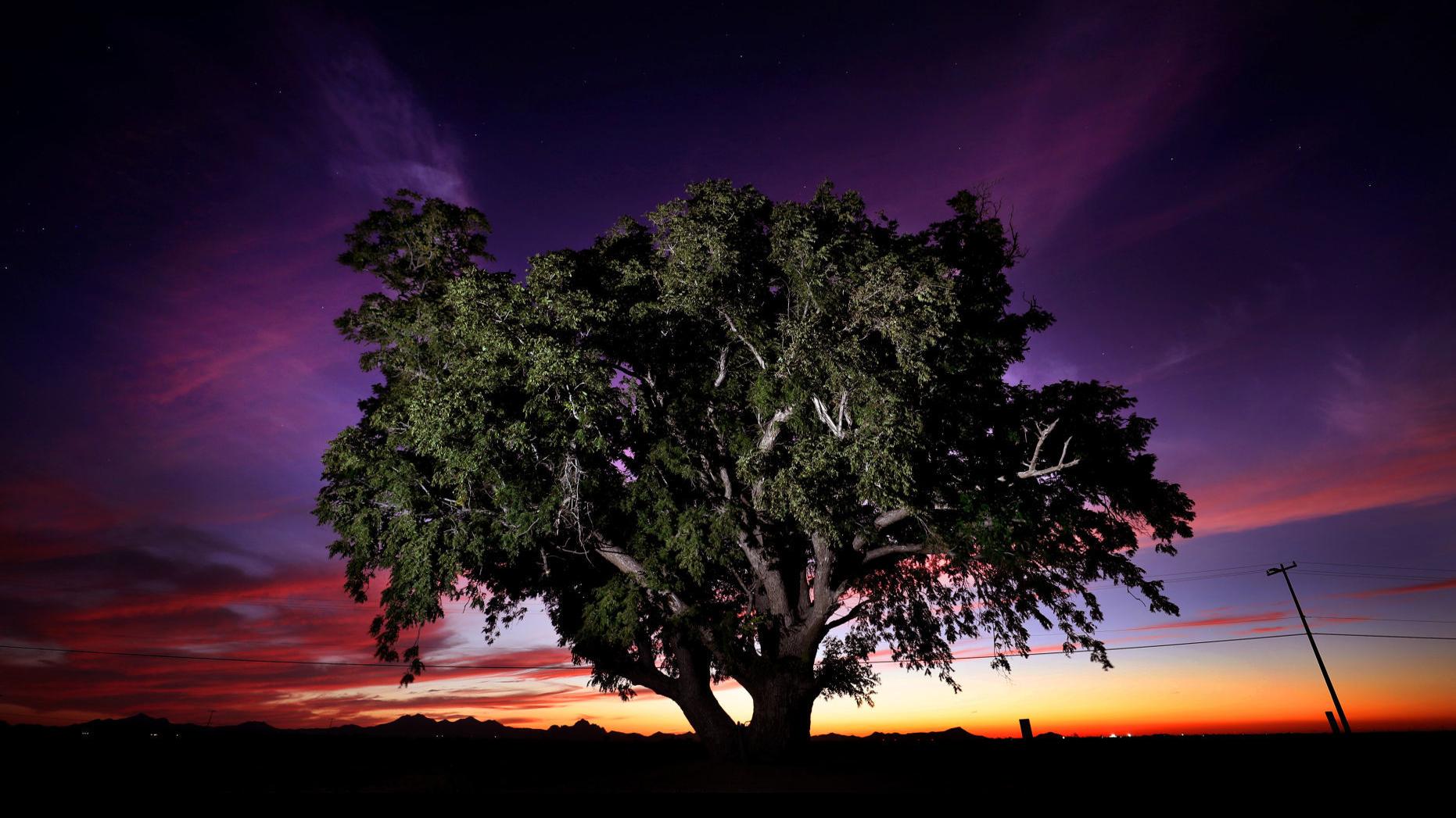 Tree Hunters Stalk Giants For Arizona S Growing List Of Champions Local News Tucson Com