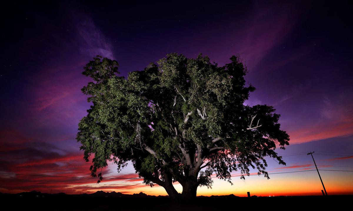 Arizona walnut, former championship tree