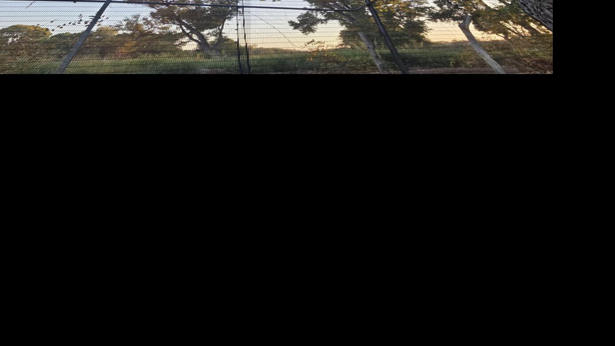 Tree-sit protest against border wall branches into Mexico