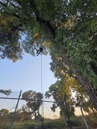 Arizona tree-sit protest against border wall branches into Mexico