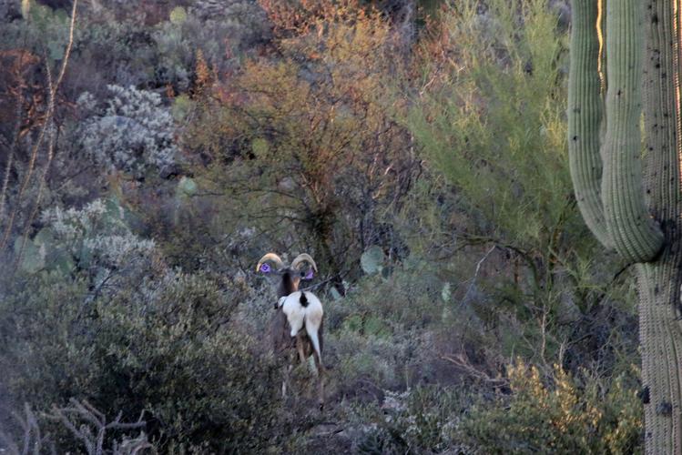 Bighorn sheep release