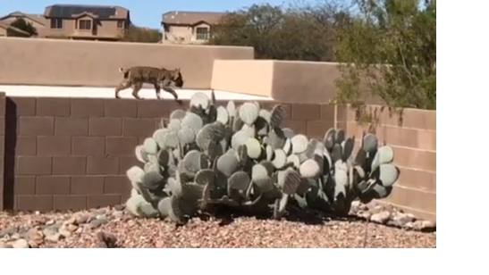 Watch now: Bobcat's breakfast near Oro Valley