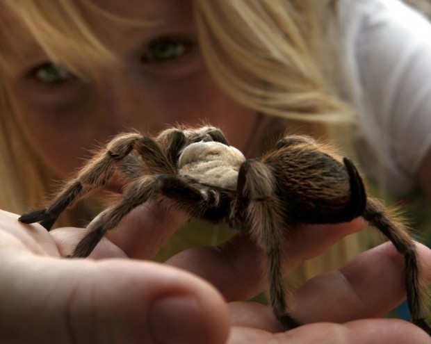 Join in the Saguaro Harvest celebration    