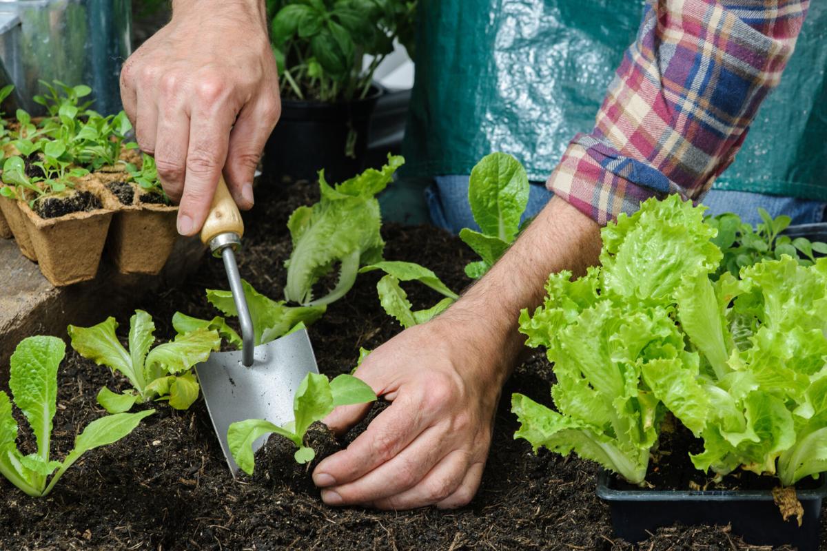 Farmer planting young seedlings